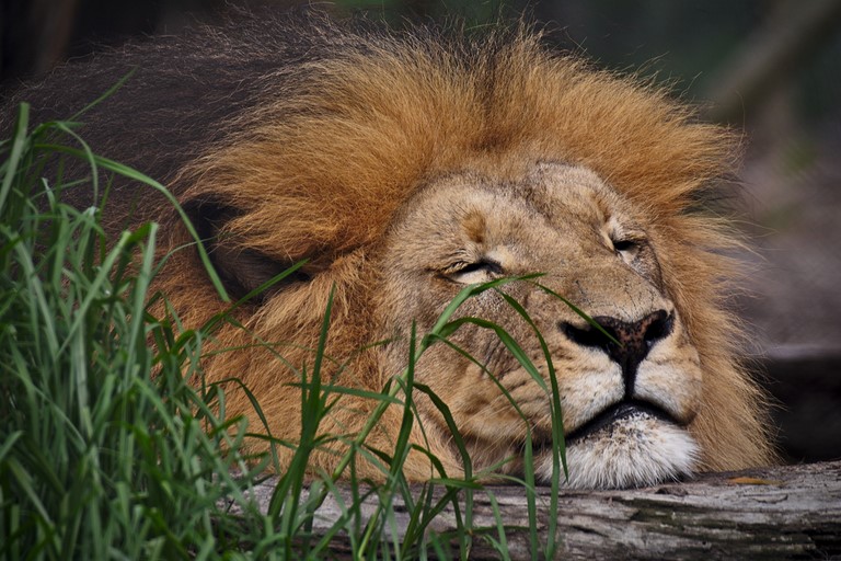 sommeil-de-lion