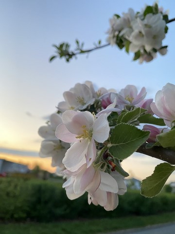 fertilite-fleur-pommier