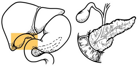 vesicule-biliaire-bfd